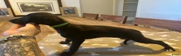 Whippet dogs for sale: Ready now!kcregistered❤️ - Advert 4