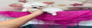 Pomeranian 3