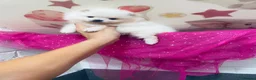 Pomeranian dogs for sale: Gorgeous White Kc babies 🌟🌟🌟🌟🌟 - Advert 12