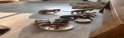 Sphynx cats for sale: Kitten - Advert 16