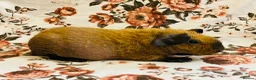 Guinea Pig rodents for sale: Stunning pedigree skinny pig and werewolf brothers - Advert 3