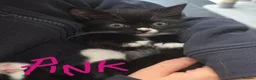 British Shorthair cats for sale: Gorgeous BSH cross Black & White Kittens  - Advert 17
