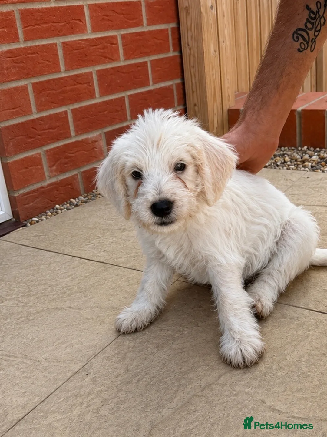 Mixed Breed dogs for sale: Cockapoo x Jackapoo Male - Advert 2