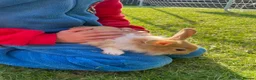 Mixed Breed rabbits for sale: Child friendly Mixed breed rabbits  - Advert 5