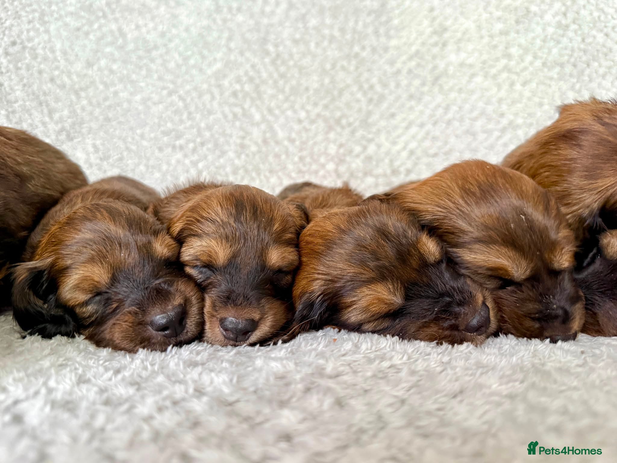 Dachshund dogs Standard Longhair Dachshunds  - Advert 1