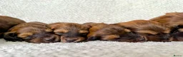 Dachshund dogs for sale: Standard Longhair Dachshunds  - Advert 1