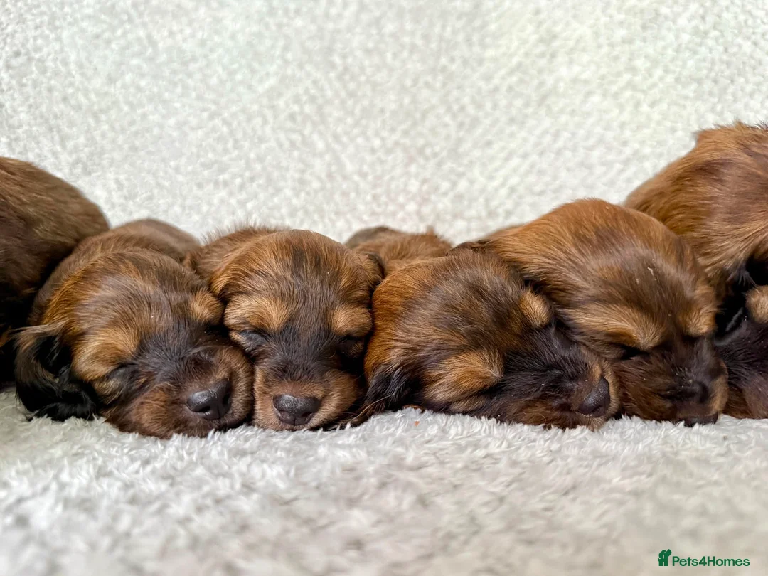 Dachshund dogs for sale: Standard Longhair Dachshunds  - Advert 1