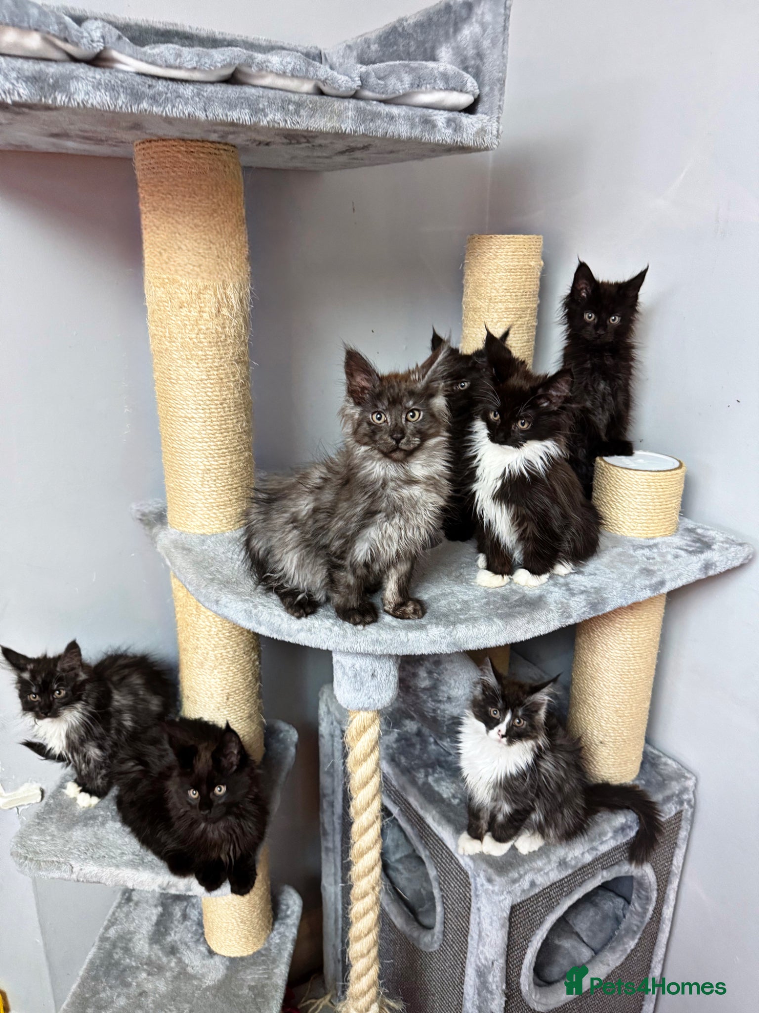 Maine Coon cats Pedigree Maine Coon Kittens for Sale - Advert 1