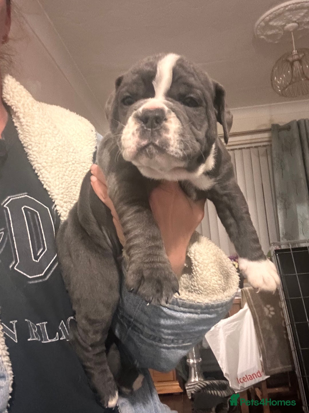 Olde English Bulldogge dogs for sale: NEBB REG OLDE ENGLISH BULLDOG  - Image 26
