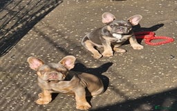 French Bulldog dogs for stud: Lilac and tan carrying cream, testable & fluffy in Motherwell - Image 36