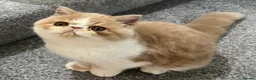 Exotic cats for sale: Gorgeous GCCF Registered Exotic Shorthair Male - Advert 1