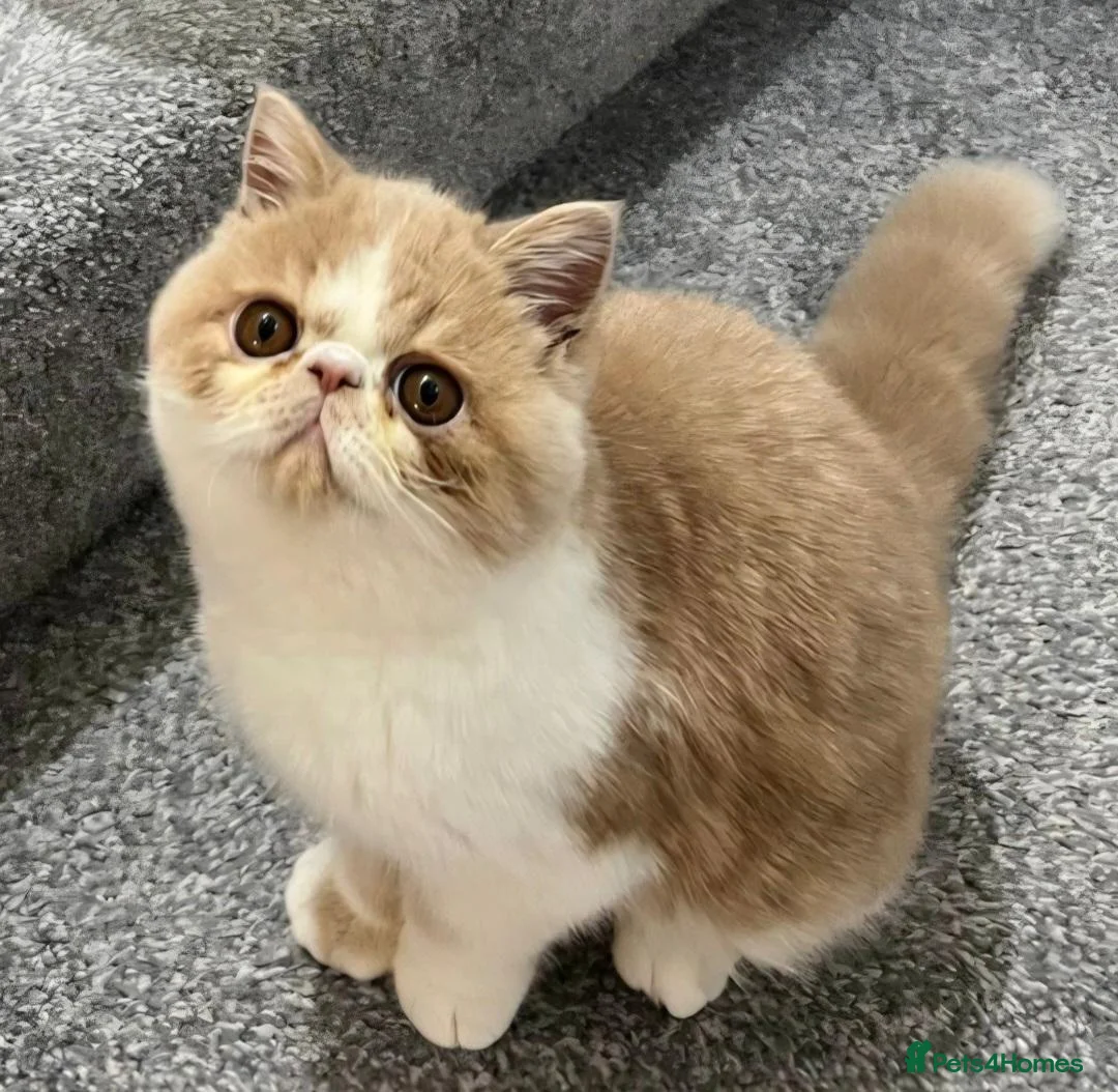 Exotic cats for sale: Gorgeous GCCF Registered Exotic Shorthair Male - Advert 1