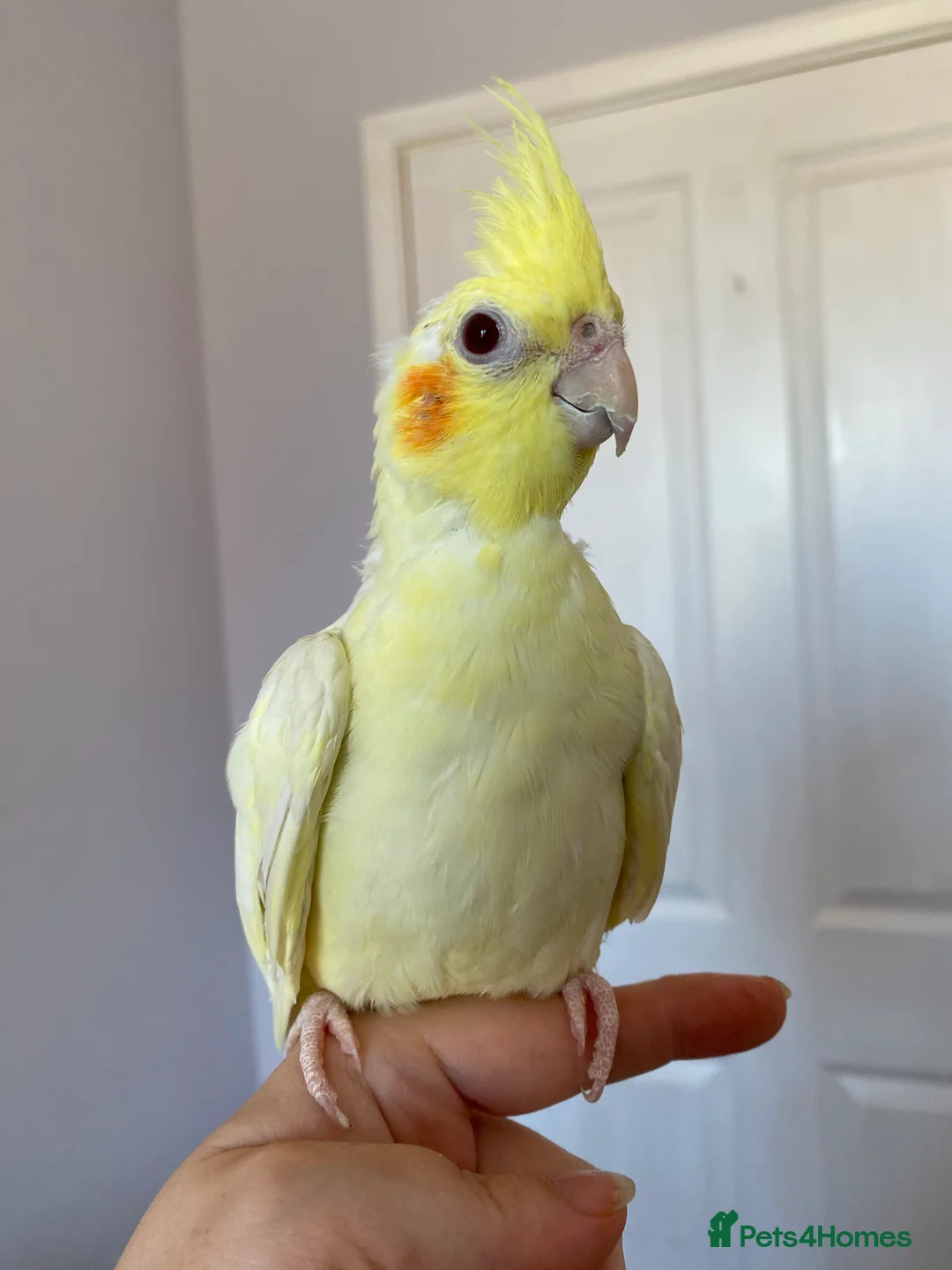 Cockatiels birds for sale: 2 Female Cocktails  - Advert 2