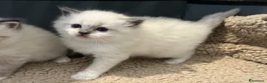 Ragdoll Kitten 2 - Female