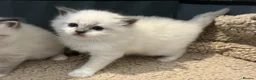 Ragdoll cats for sale: Pure Bred Ragdoll Kittens - Advert 5