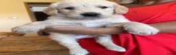 Labradoodle dogs for sale: Beautiful happy labradoodle puppies Ready 15.07.26 - Advert 27