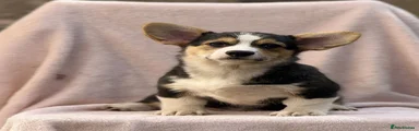 Welsh Corgi Pembroke 2