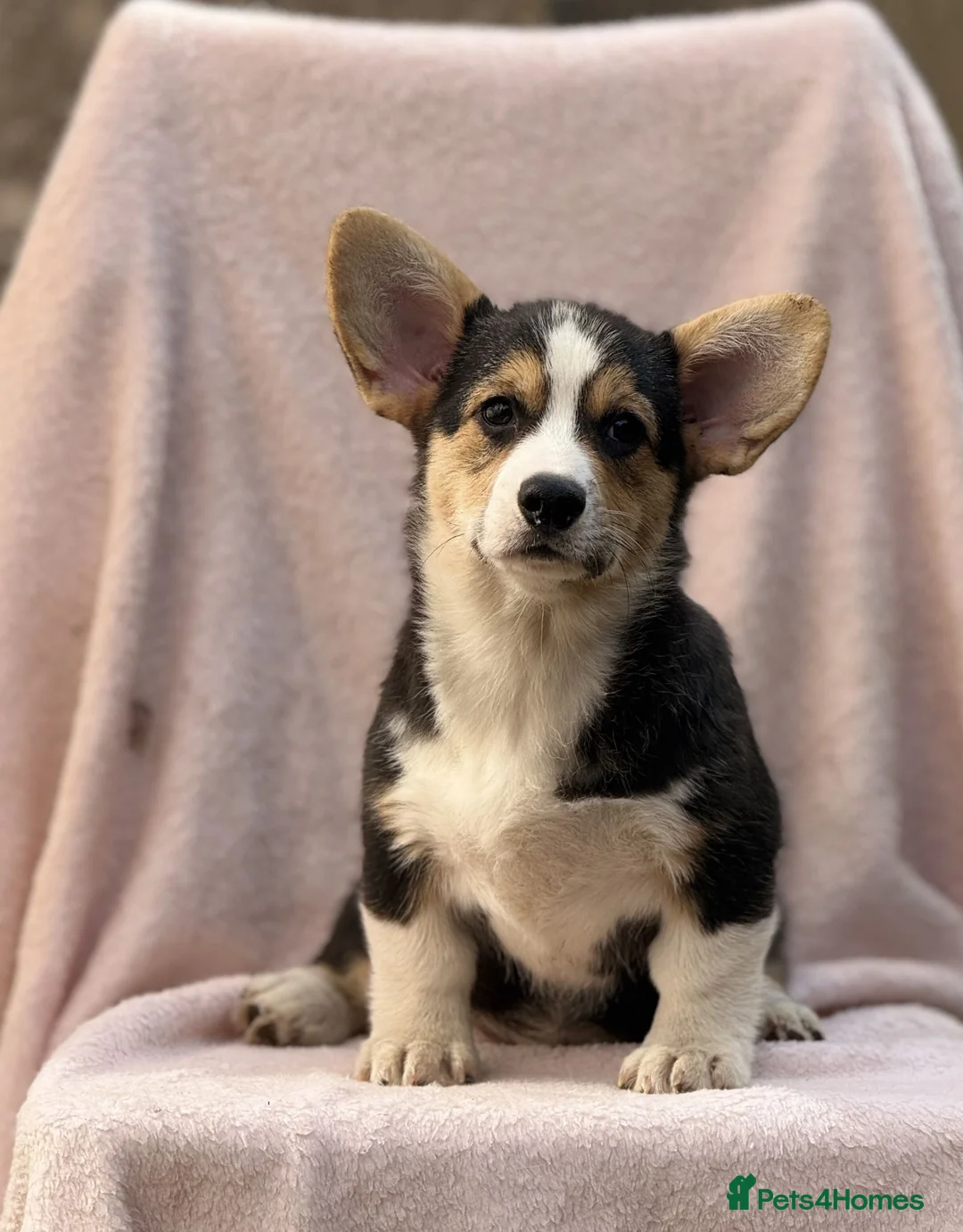 Welsh Corgi Pembroke dogs for sale: Quality Corgi pups waiting lovely homes - Advert 2