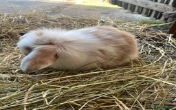 Lionhead rabbits for sale: Lion head x mini lop  - Image 10