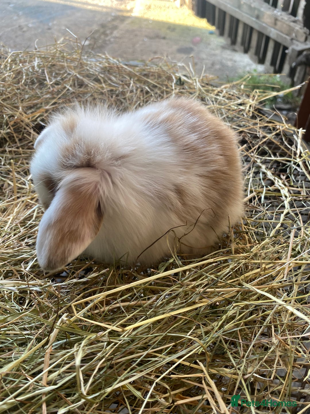 Lionhead rabbits for sale: Lion head x mini lop  - Image 10