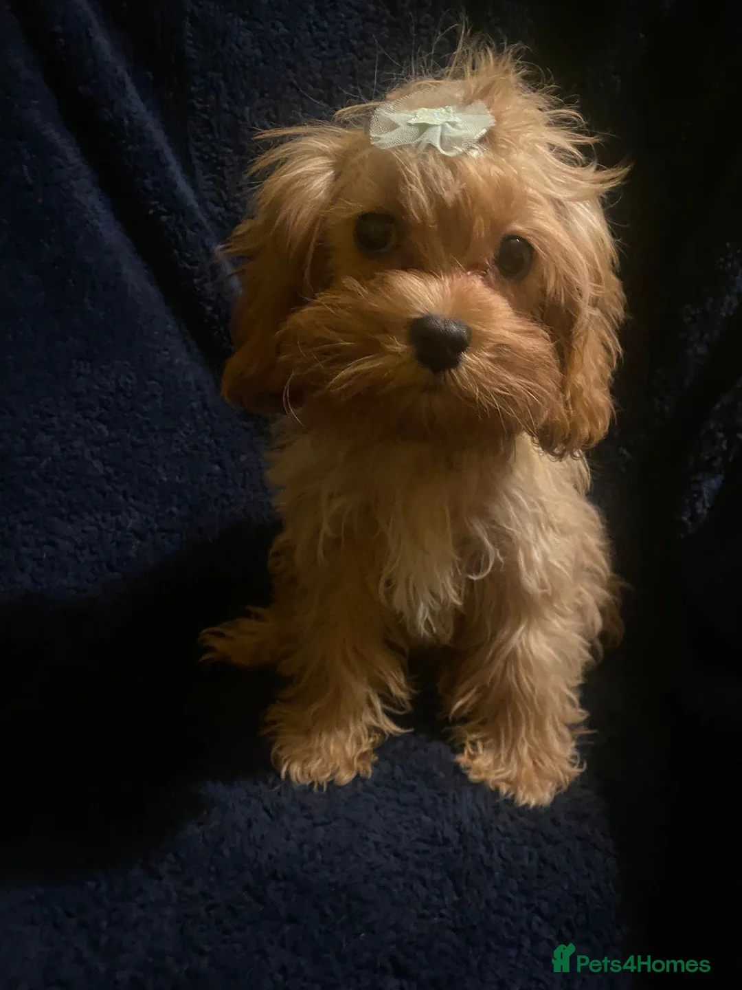 Cavapoo dogs for sale:  **  Cavapoo X Toy Asian Poodle PUPPIES - Advert 3