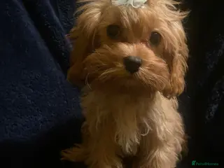 Cavapoo dogs ** Cavapoo X Toy Asian Poodle PUPPIES in Dagenham - Advert 2