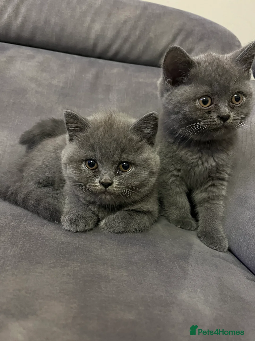 British Shorthair cats for sale: Lovely british shorthair kittens  - Advert 4