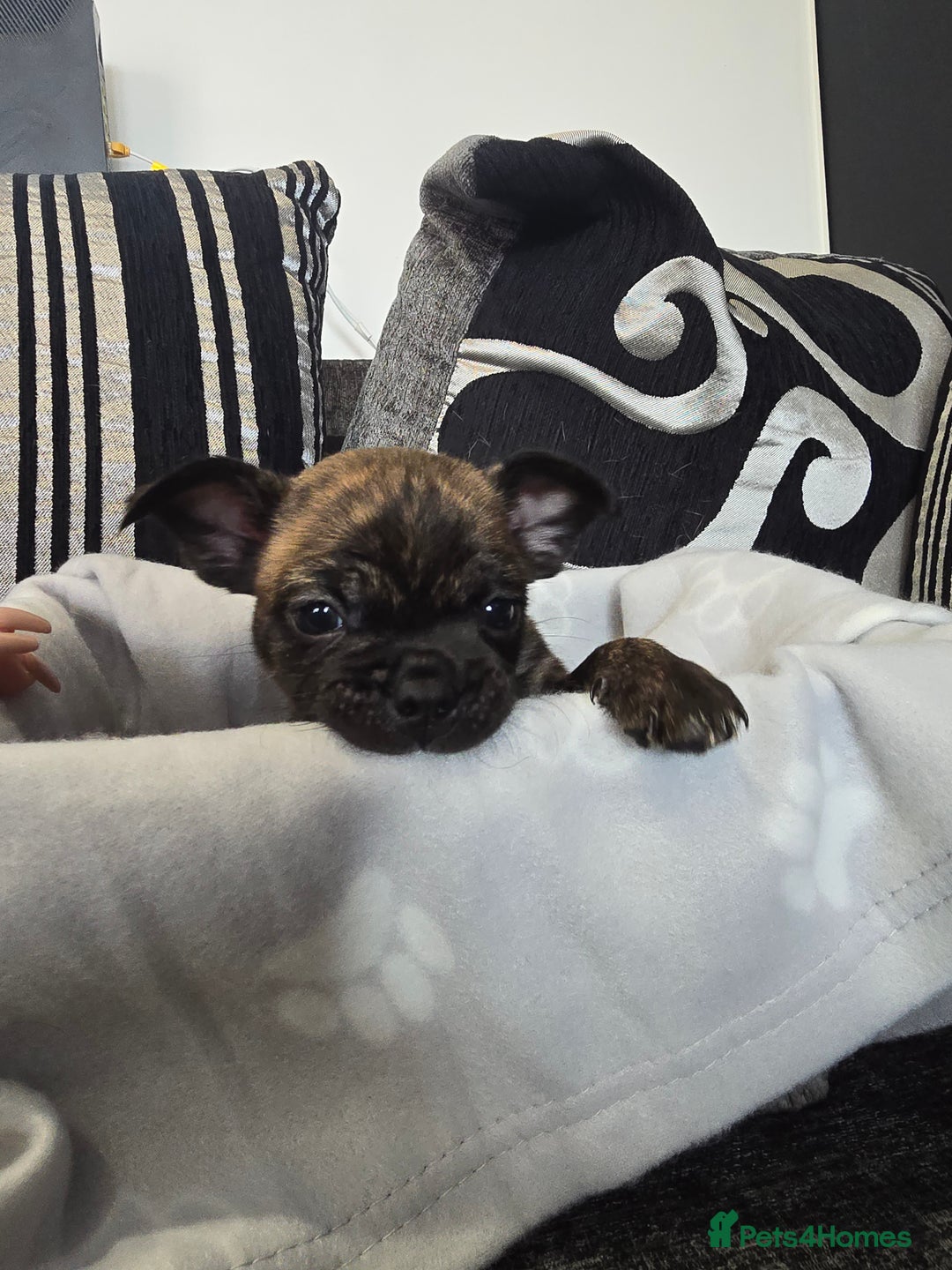 Mixed Breed dogs for sale: Puppy chugs 4 boys  - Image 23