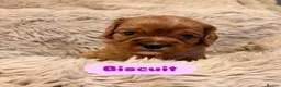 Cavalier King Charles Spaniel dogs for sale: 5 Beautiful Cavalier Puppies  in Stockport - Advert 14