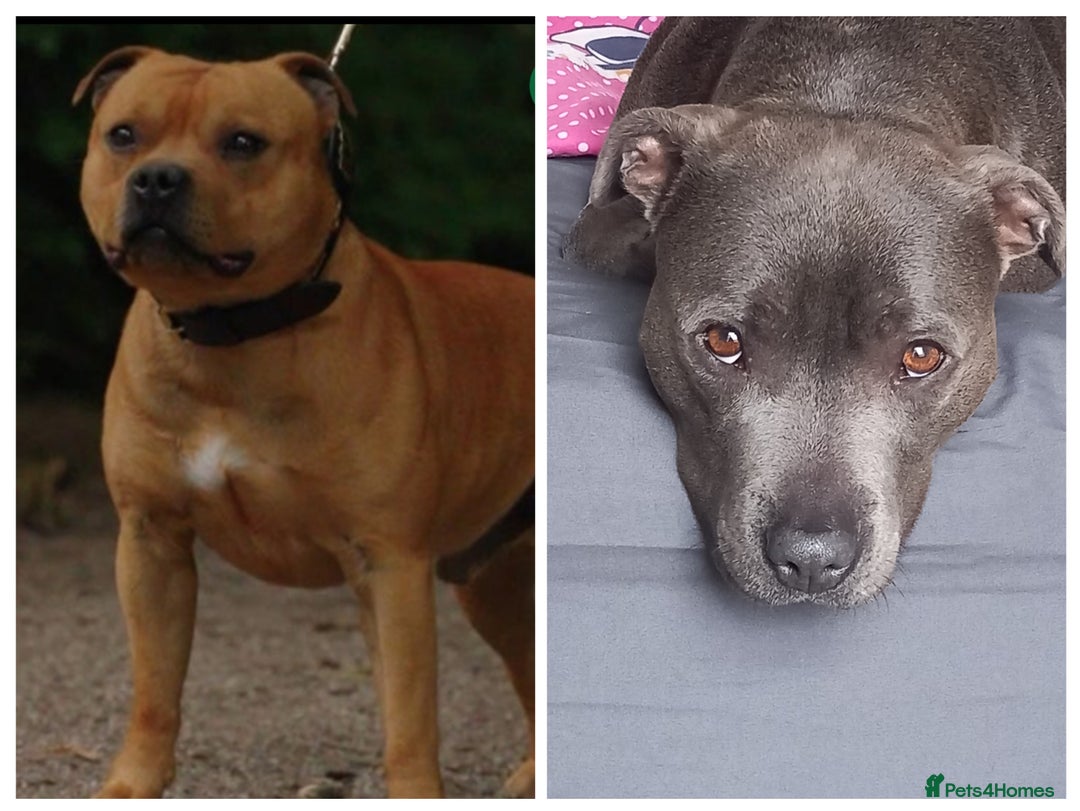 Staffordshire Bull Terrier dogs for sale: 9 beautiful black Staffordshire Bullterriers - Image 3