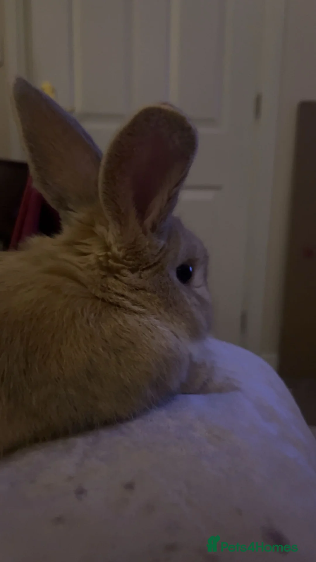 Dwarf Lop rabbits for sale: Male rabbit for re home  in Holmfirth - Advert 3