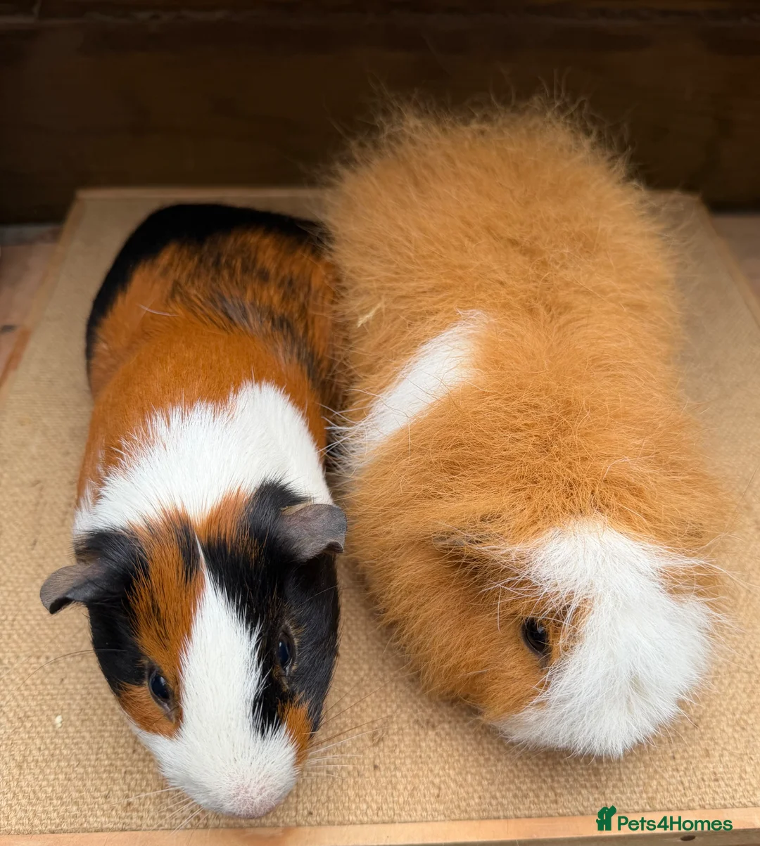 Guinea Pig rodents for sale: Gorgeous pairs of boys 💙 - Advert 2