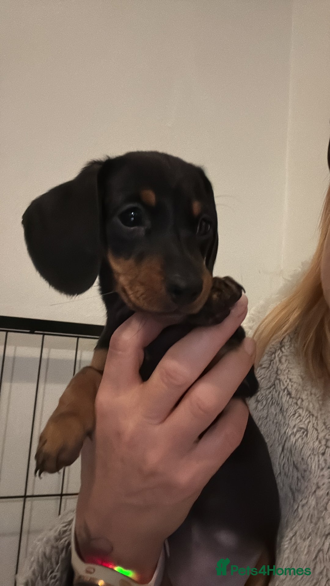 Miniature Dachshund dogs for sale: Miniature dachshund puppies  - Advert 3