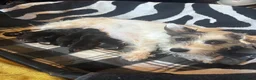 Jack Russell dogs for sale: jack Russle puppies - Advert 6