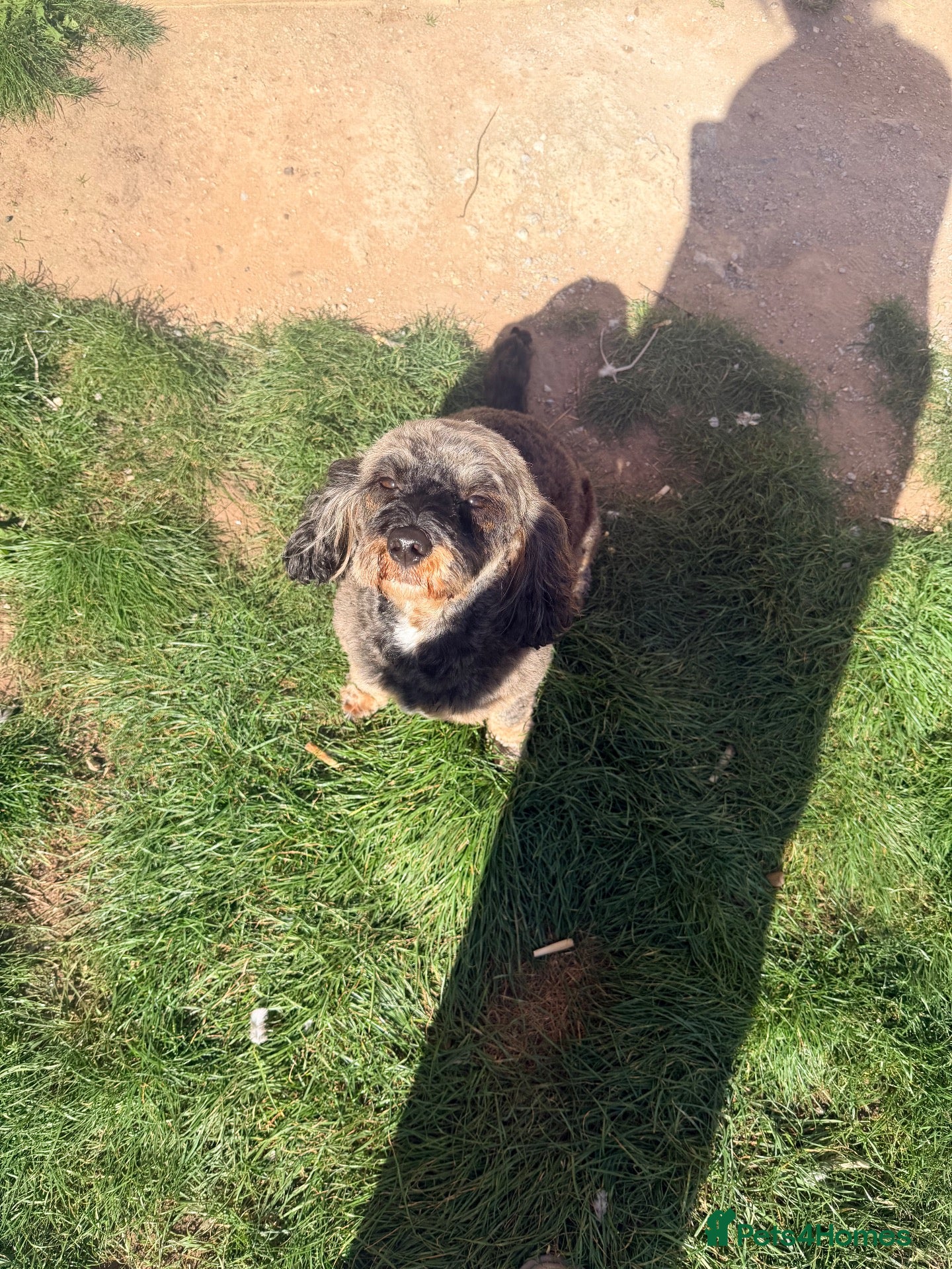 Cockapoo dogs Rehome f1 cockerpoo - Advert 1