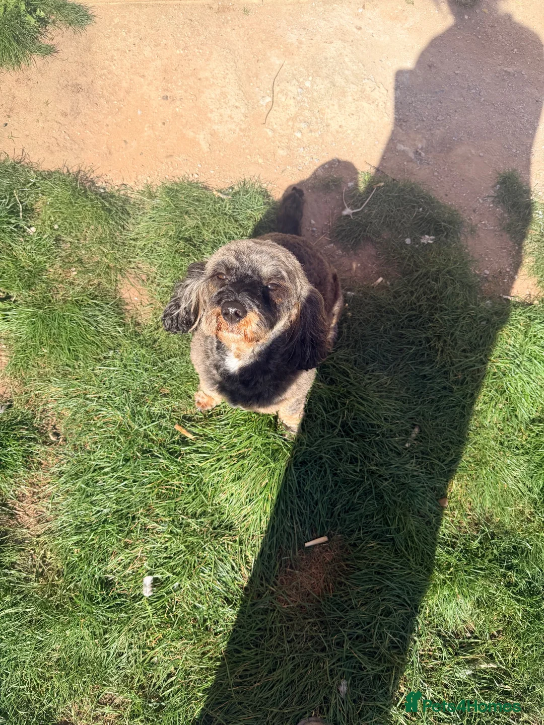 Cockapoo dogs for sale: Rehome f1 cockerpoo in Leeds - Advert 1