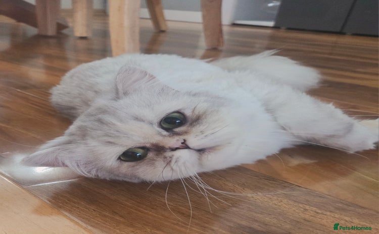 Persian cats - Advert 10
