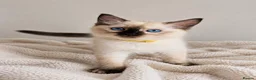 Ragdoll cats for sale: GCCF Ragdoll Kittens - Fully Vacc & Health Checked - Advert 10