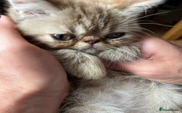 Exotic cats for sale: Female exotic Persian  - Image 5