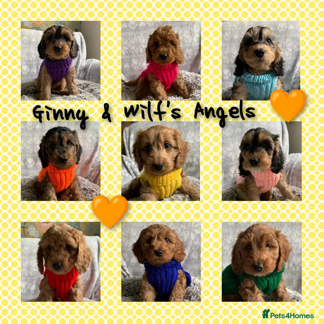 Miniature Poodle dogs for stud: Stunning Sable F1 Cockapoo DNA tested 100% success in Cannock - Advert 13