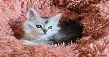 Maine Coon cats - Advert 3
