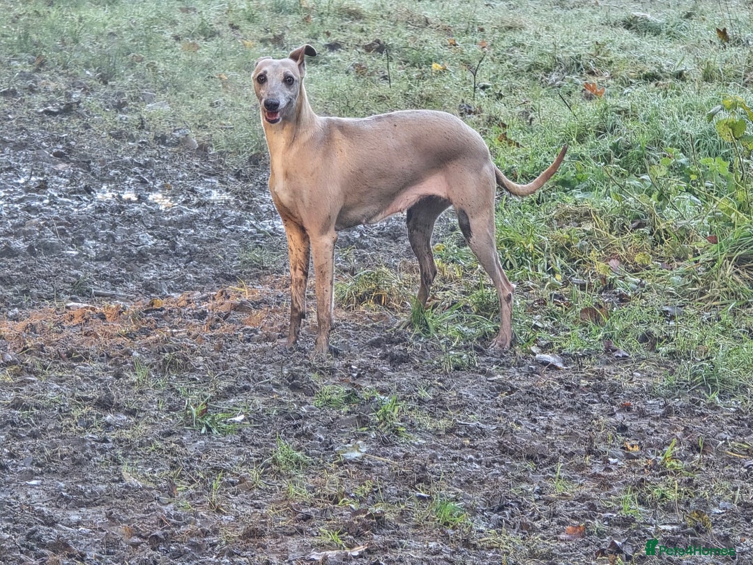 Whippet dogs for sale: Raven & Dobby   kc whippets - Advert 2