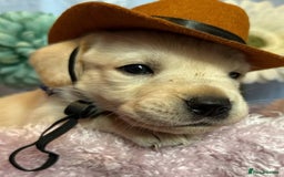Labrador Retriever dogs for sale: Labrador puppy for sale - Image 6