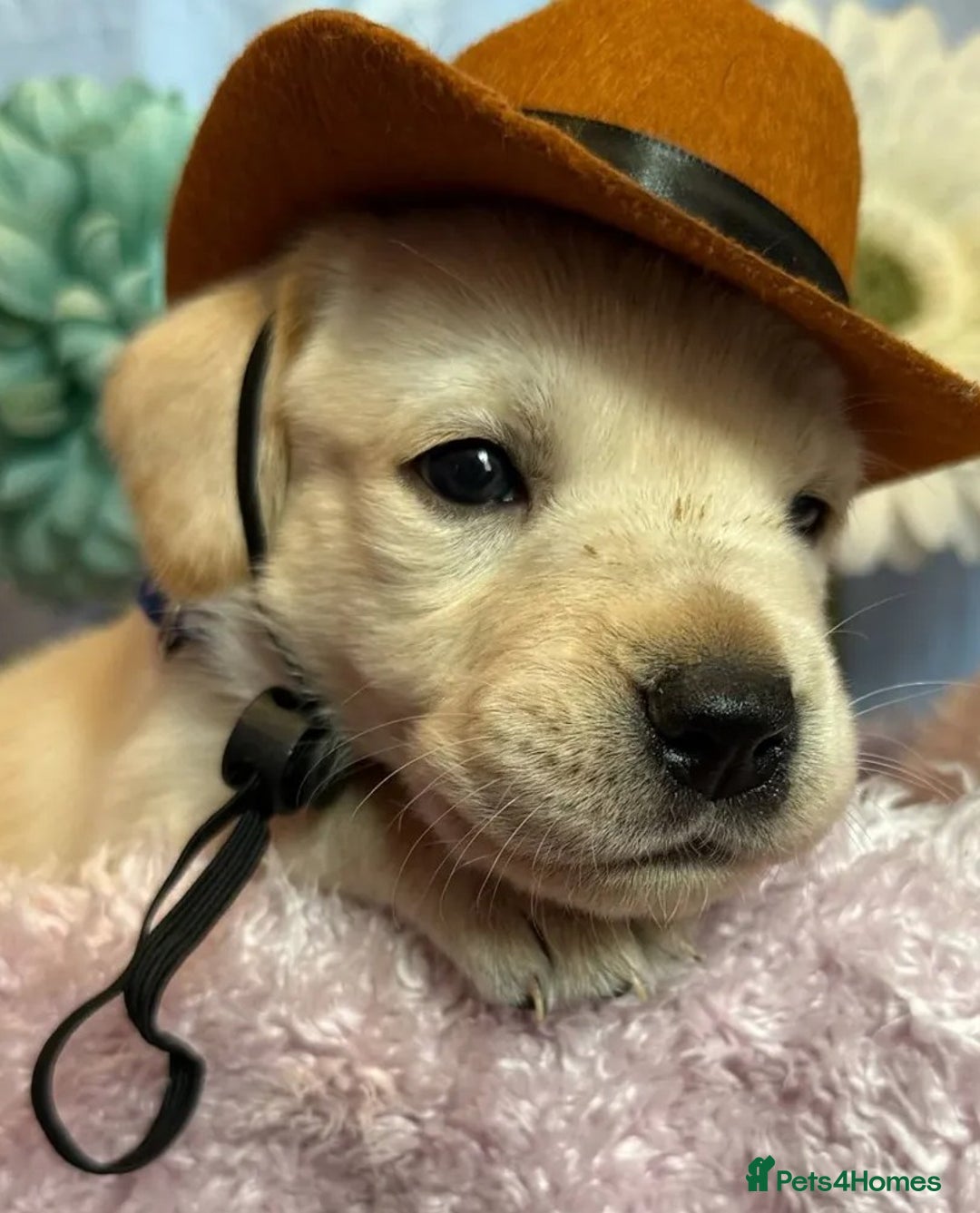 Labrador Retriever dogs for sale: Labrador puppy for sale - Image 6