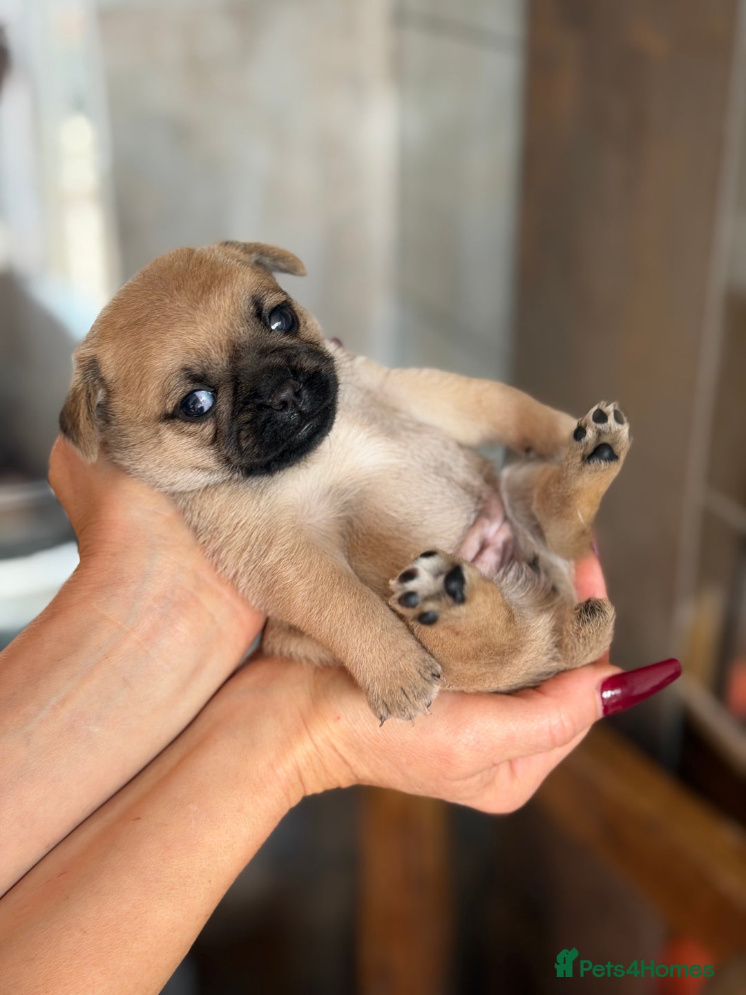 Mixed Breed dogs for sale: Adorable Pug x Pomeranian Puppies  - Image 22