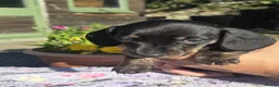 Miniature Dachshund dogs for sale: KC Mini Dachshund Pups - 1 available.3 reserved  - Advert 12