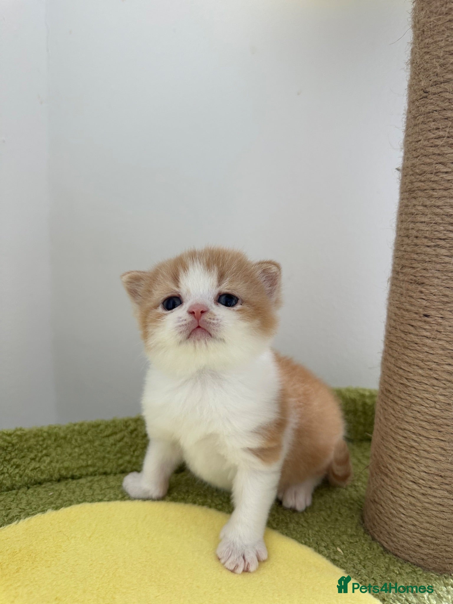 British Shorthair cats 🐻 Beautiful Pedigree Britishshort🐻 - Advert 1