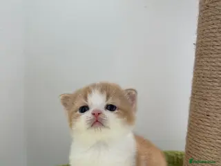 British Shorthair cats 🐻 Beautiful Pedigree Britishshort🐻 - Advert 1