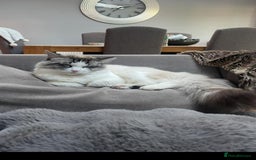 Ragdoll cats for sale: Blue bi coloured ragdoll kittens for sale  - Image 4