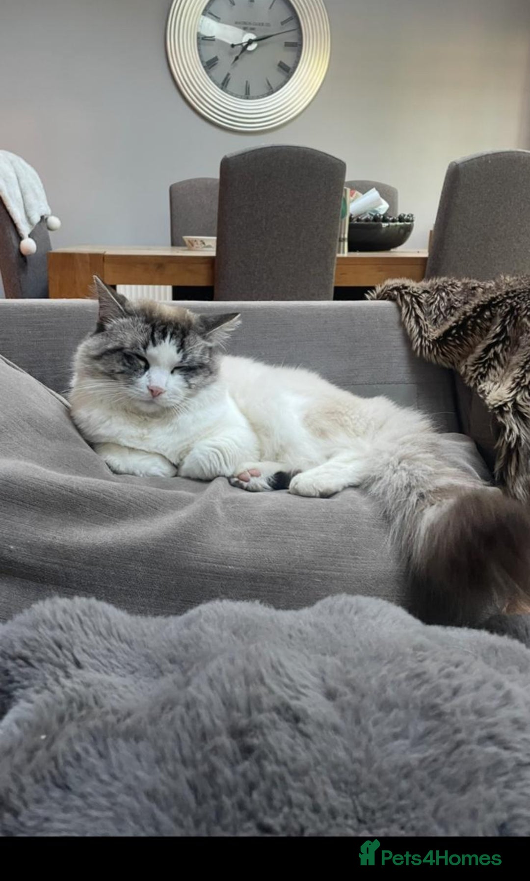 Ragdoll cats for sale: Blue bi coloured ragdoll kittens for sale  - Image 4